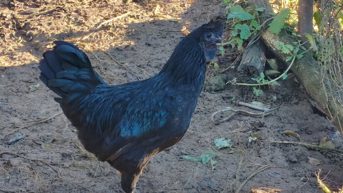 Na návšteve u chovateľky netradičných druhov sliepok