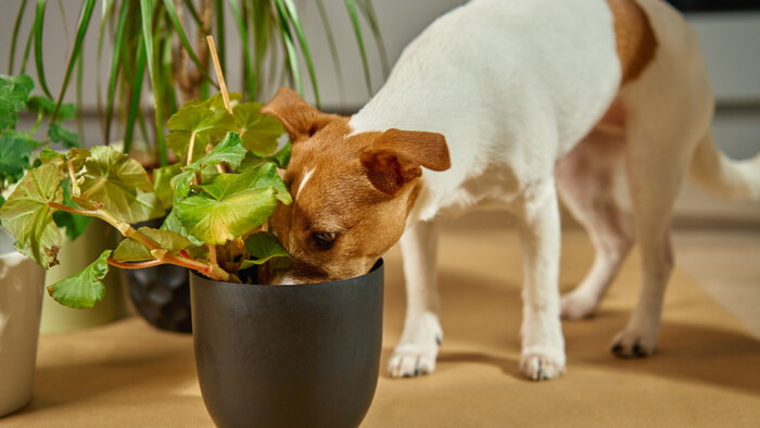 Vyhrabávanie hliny z kvetináčov 