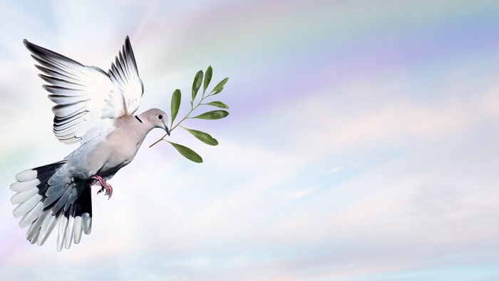 Návrhy k mieru na Ukrajine