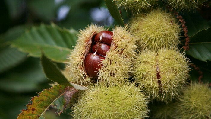 Ako sa dajú spracovať gaštany? | V záhrade sme doma 