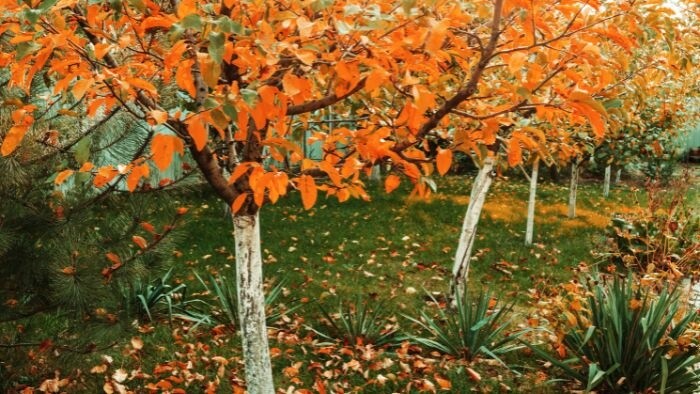 Hudobná mozaika: V záhrade, plnej rastlín a hudby IV: Rozlúčka s jeseňou
