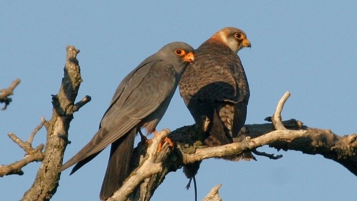 Červená kniha vtáctva Slovenska