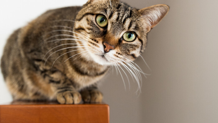 Keď je mačka pod stresom