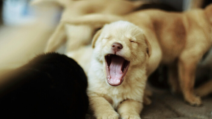 Vek šteniatka vhodný na výcvik