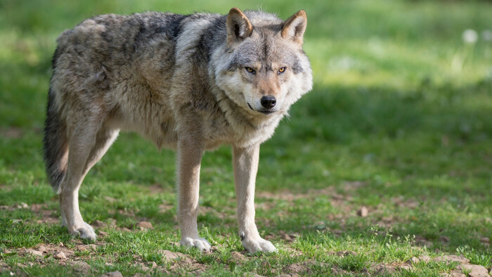 Vlk ako vykrádač pascí na kraby
