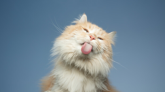 Ako sa mačky dostali do Európy