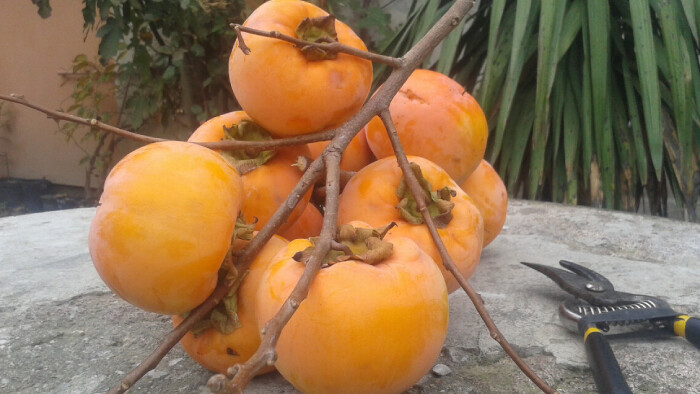 Hurmikaki pribúdajú v našich záhradách