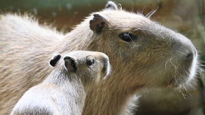 V bratislavskej ZOO pribudla dvojica mláďat 