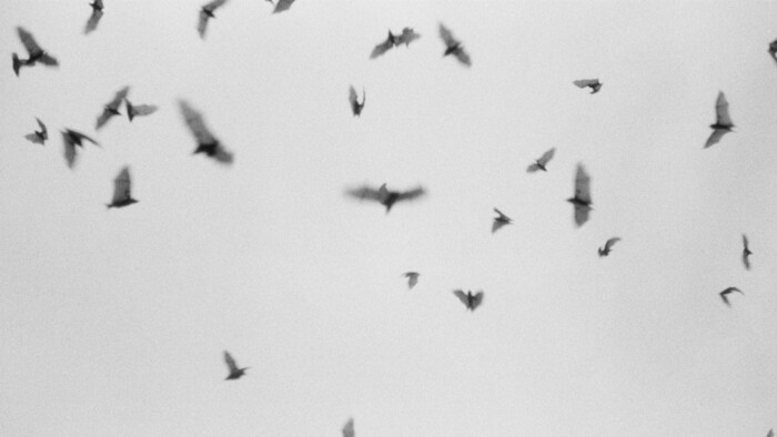 Ochranári odstraňovali guáno z kostolnej veže v Ratkovej 