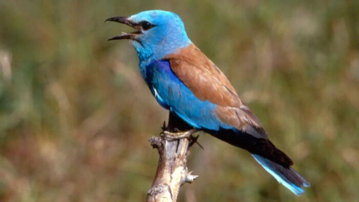 Ornitologická senzácia