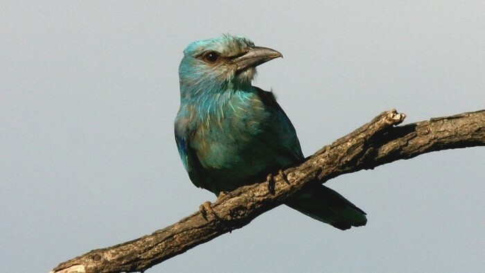 Krakľa belasá na Slovensku 