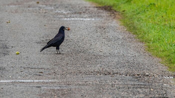Tip týždňa: Tajomné oriešky slov 