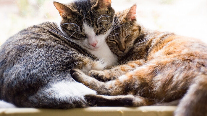 Sú mačky falošné?