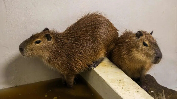V ZOO Bratislava môžete vidieť najväčšie hlodavce sveta