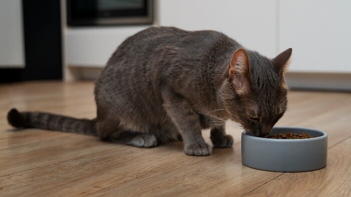 Mačka je mäsožravec 