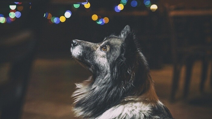 Pes a hlučný Silvester