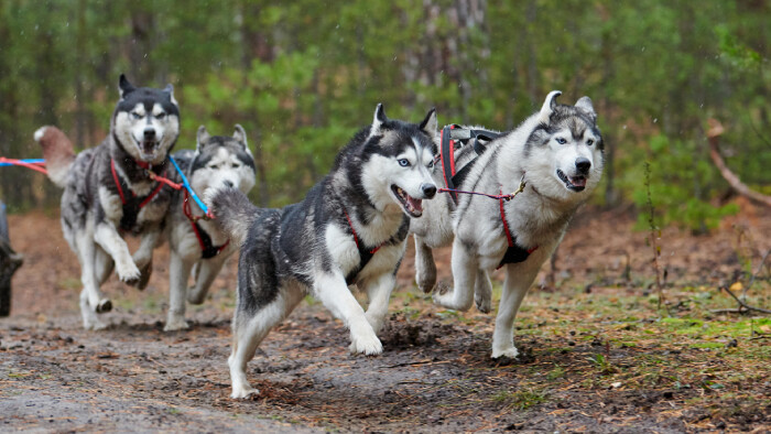 Michaela Belzárová sa venuje letnej verzii jazdy na psích záprahoch