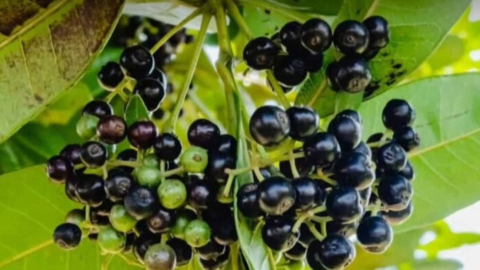 Má pridanie byliniek a korenín v jedle efekt pre zdravie? 