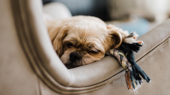 Ako sa správame na návšteve, kde majú psa alebo mačku