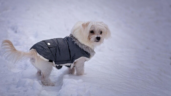 Má pes nosiť v zime oblečenie?