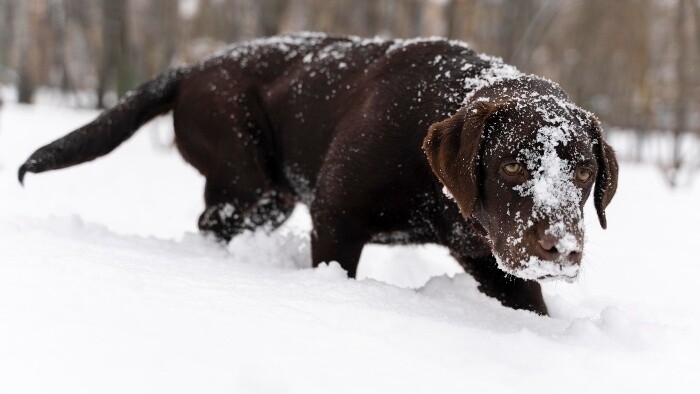 Prečo pes žerie sneh?