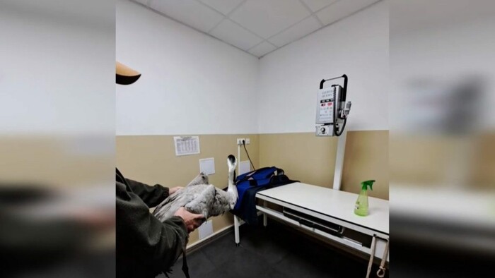 Ochranári našli postrelených žeriavov