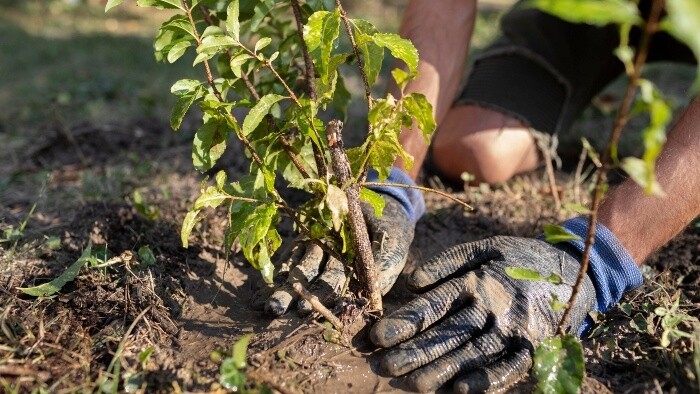 Dvadsať rokov projektu Zelené oázy