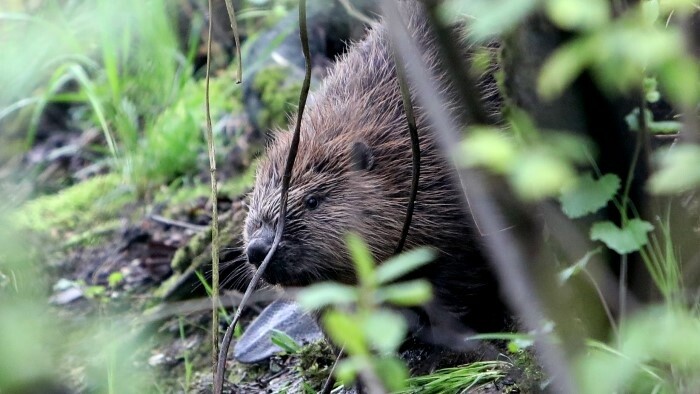 Dämme, Flüsse, Mikroben: Der Biber und sein Einfluss auf die Landschaft