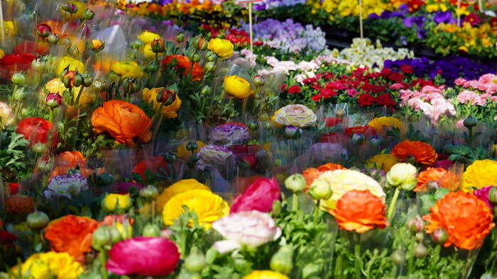 Gardeniáda | Zdravá krajina