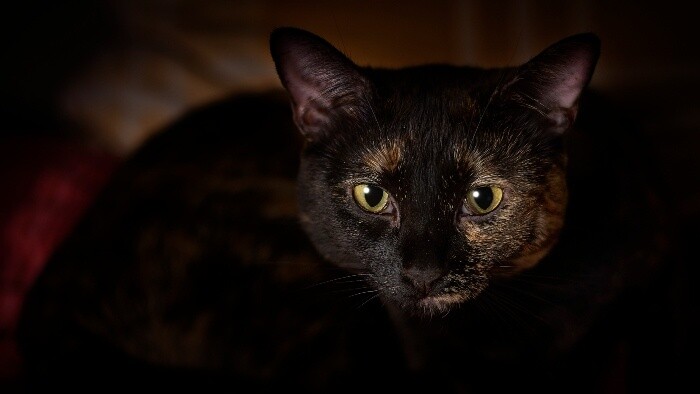 Prečo mačke svietia oči v tme?