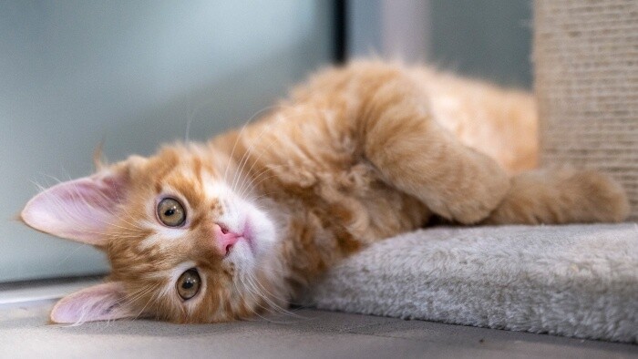 Ako často čistíme mačke toaletu?