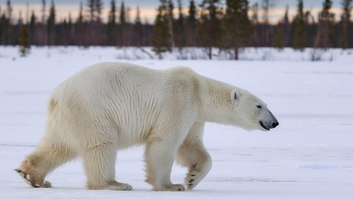 Ľadové medvede sa adaptujú na teplo