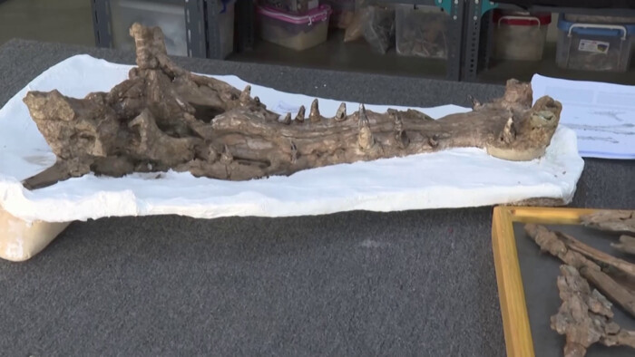 Paleontológovia objavili fosílie predchodcu krokodíla