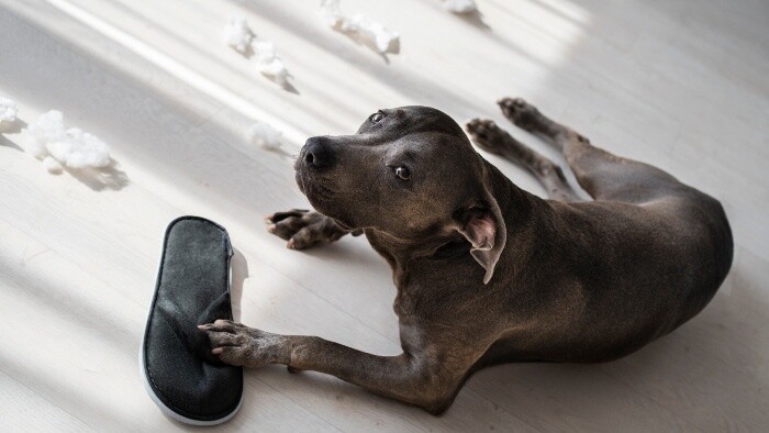 Keď pes kradne papuče
