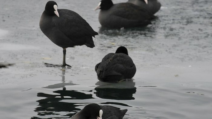 Prvý výskyt potáplice malej