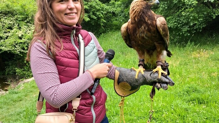 Rudo_orol skalný.jpg