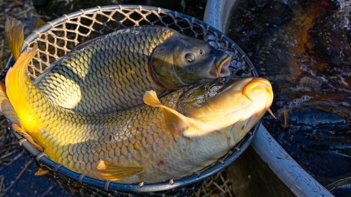 Le président reçoit du poisson pour Noël