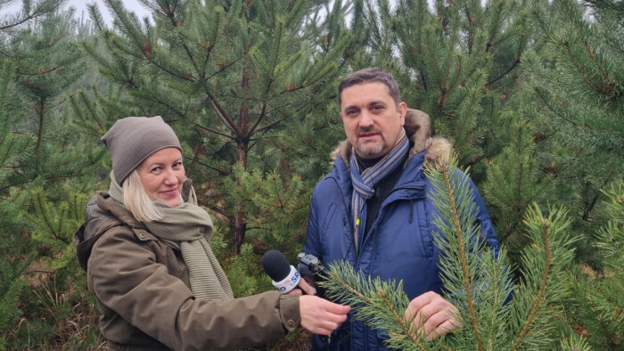 Seriál RRZ | Vianočné stromčeky