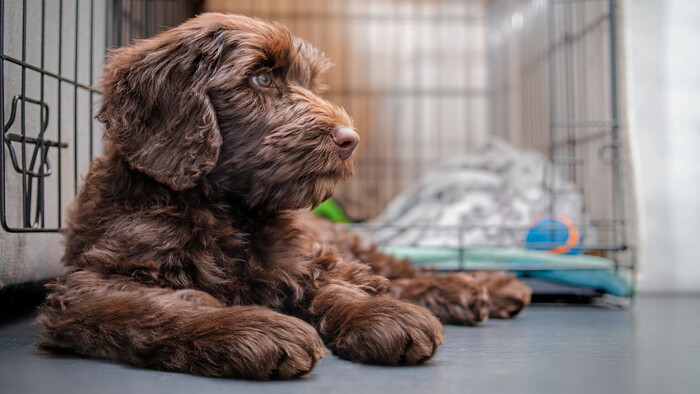 Psia búda v interiéri