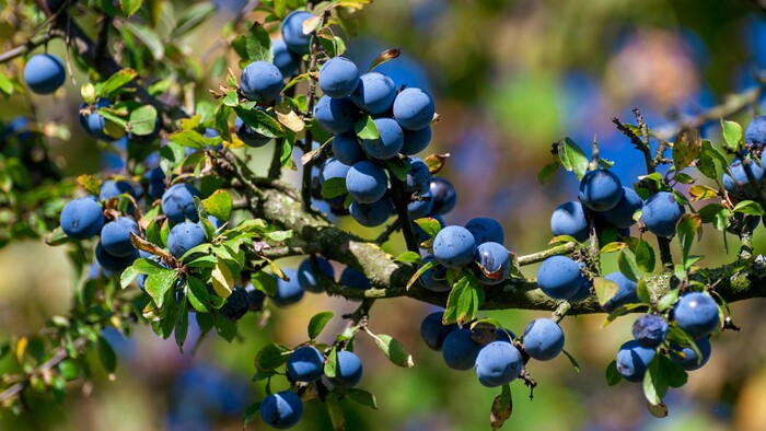 Trnky | V záhrade sme doma