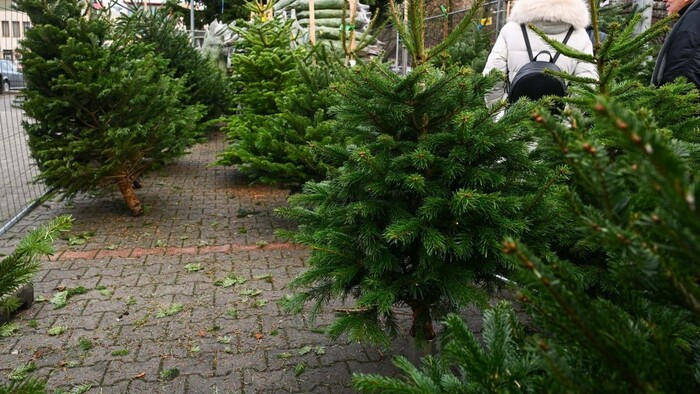 Po Vianociach sa začal zber a zvoz živých vianočných stromčekov