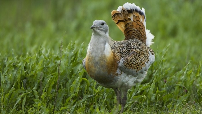 Птицей 2026 года стала большая дрофа