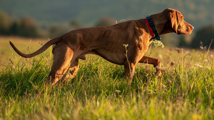 Chválime psa, keď chytí myš?