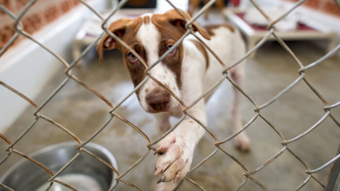 Lepšie podmienky pre psy a mačky