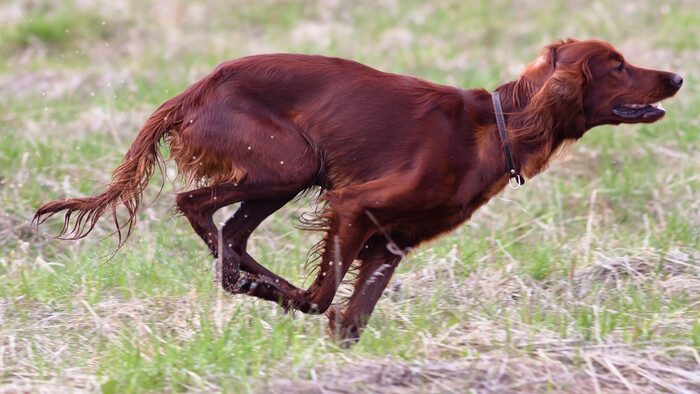 Keď pes neovládateľne loví