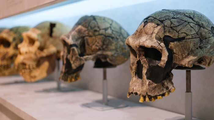 Na scéne je pravdepodobne nový ľudský druh