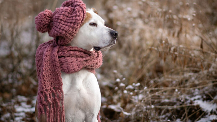 Kedy pes na prechádzke určite prechladne