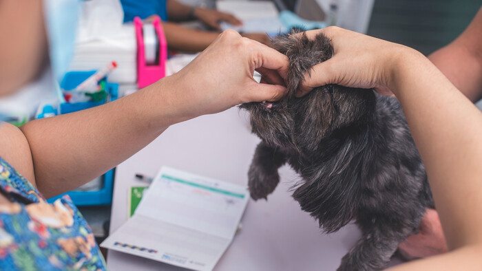 Odčervovanie zvierat z exteriéru