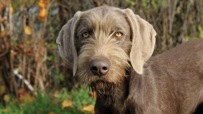 Na návšteve u Petra Bílyho z Klubu chovateľov slovenských hrubosrstých stavačov