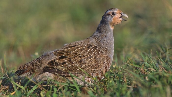 Die Dame unserer Felder kehrt zurück